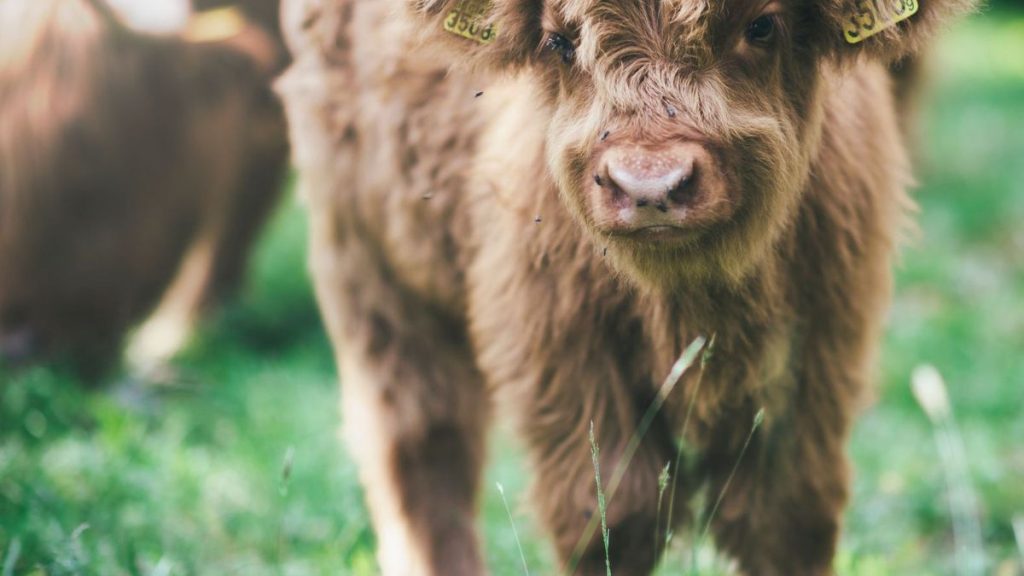 llustrasjonbilde titt av Janko Ferlic