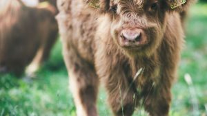 llustrasjonbilde titt av Janko Ferlic